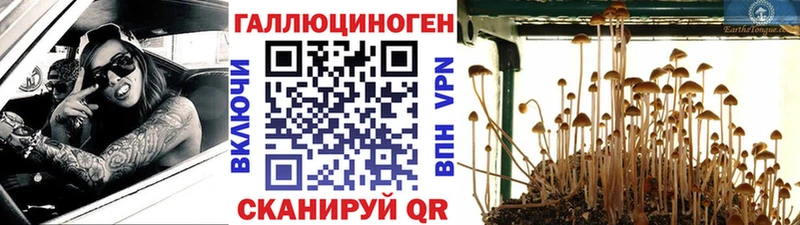 ссылка на мегу как войти Краснодар Галлюциногенные грибы Cubensis